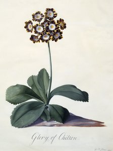Gloria de Chilton, c.1745 de Georg Dionysius Ehret